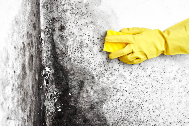 Best Mold Odor Removal Services  in Eureka, KS